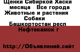 Щенки Сибиркой Хаски 2 месяца - Все города Животные и растения » Собаки   . Башкортостан респ.,Нефтекамск г.